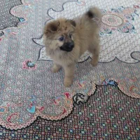 سگ پامر|سگ|اردبیل, |دیوار