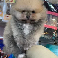 پامرین پرتغالی دو سر خرسی