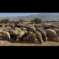 فروش ۲۰۰راس میش|حیوانات مزرعه|کازرون, |دیوار
