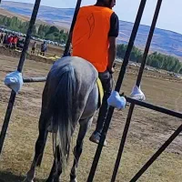 اسب کرد بسیار آرومو سواری دار|اسب و تجهیزات اسب‌سواری|ورزقان, |دیوار