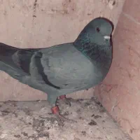 سبز ماده