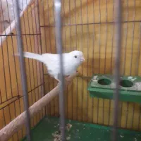 ۲عدد قناری ماده آماده|پرنده|اصفهان, زهران|دیوار