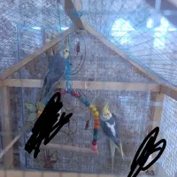 جفت عروس هلندی