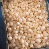 فروش بذر پیاز مینروا راتا قوطی درجه یک