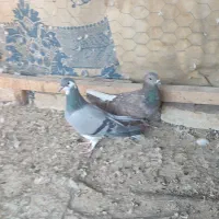 کبوتر سیمونی وکبوتر سینه خرقه کامل دمگیر