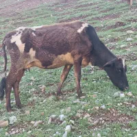 گاو شیش دانگ با گوساله نر بزرگ علف خور قیمت 97،بره