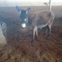 کره الاغ ماده|حیوانات مزرعه|رامند, |دیوار