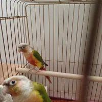 طوطی گرینچیک|پرنده|تهران, پاسداران|دیوار