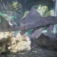 ماهی لجن خوار