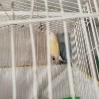 طوطی برزیلی|پرنده|ایلام, |دیوار