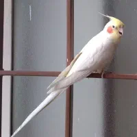 عروس‌هلندی‌بالغ