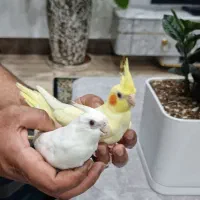 فروش عروس هلندی و طوطی برزیلی دستی|پرنده|برازجان, |دیوار