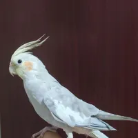 عروس هلندی گمشده