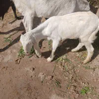 بز گلابی