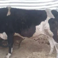 فروش فوقولاده