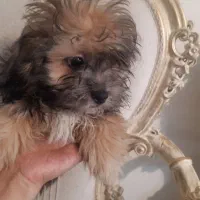 واگذاری سگ شیتزو تریر