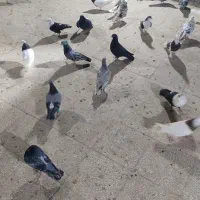 فروش 70عدد کبوتر ضربه