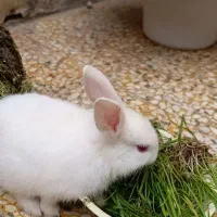 خرگوش نر تمیز