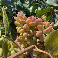 انواع ارقام نهال میوه و بادام و گردو