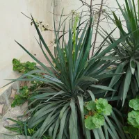 گل یوکا بزرگ|گل و گیاه طبیعی|رشت, جماران|دیوار