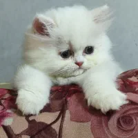 بچه گربه پرشین سفید فوقالعاده ناز|گربه|گلستان (تهران), |دیوار
