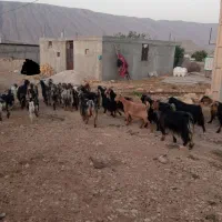 فروش بز کهره دار و آبستن مناسب داشت