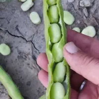 بذر باقالی|عمدهفروشی|سیلاخور, |دیوار