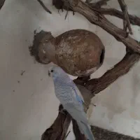 یک جفت مرغ عشق فروشی  معاوضه هم دارم|پرنده|بردسکن, |دیوار