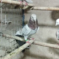 کفتر ب شرط|پرنده|قلعه نو, |دیوار