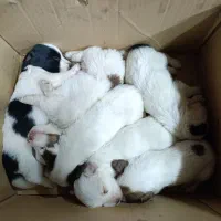 سگ پاکوتاه اشپیتز پامرین