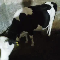 گاوسیمینتال