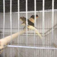 قناری مفت عالی خوش ذات|پرنده|یزد, |دیوار