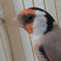 سهره مست روانی