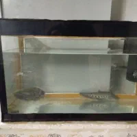 اکواریوم .پمپ اسکار ماهی