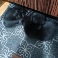 بچه گربه ۲ماهه