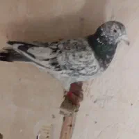 کفتر کبوتر|حیوانات|مشهد, چهارچشمه|دیوار