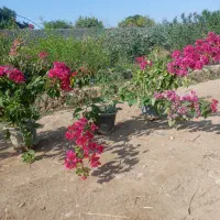 فروش نهال اکالیپتوس ومرکبات وریشه سیا وگل رز|خدمات باغبانی و درختکاری|ایزدخواست, |دیوار