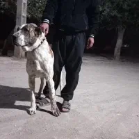 سگ.|سگ|عطاملک, |دیوار