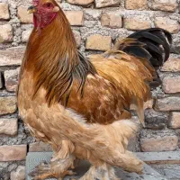 خروس برهما بوف|حیوانات مزرعه|قرچک, مهدیه|دیوار