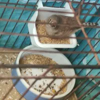 ۱ دانه جوجه فنچ