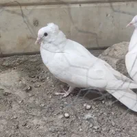 کبوتر|پرنده|قم, الغدیر|دیوار