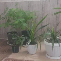 گل طبیعی|گل و گیاه طبیعی|مشهد, امیرآباد|دیوار