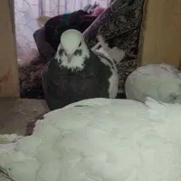 کفتر|پرنده|ابریشم, |دیوار