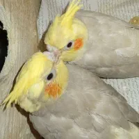 عروس هلندی نر و ماده به همراه ۴ تا جوجه|پرنده|رشت, یخسازی|دیوار