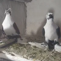 کفتر|پرنده|تبریز, |دیوار