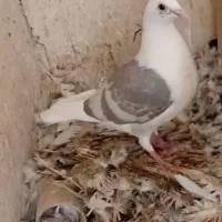 کفتر فروشی
