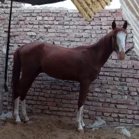 اسب نریون عرب ترکمن