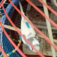 مرغ عشق اسپانگل مولد به شرط|پرنده|سقز, |دیوار