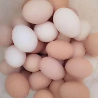 فروش تخم نطفه دار برهما وجوجه یه روزه به بالا|حیوانات مزرعه|اصفهان, شهید رجایی|دیوار