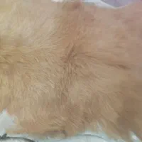 پوست تزیینی بزغاله|صنایع دستی و سایر لوازم تزئینی|قرچک, زیبا شهر|دیوار